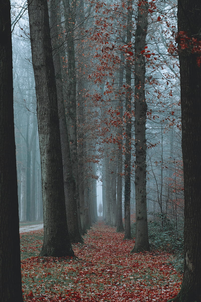 trees, fog, autumn, nature, HD phone wallpaper