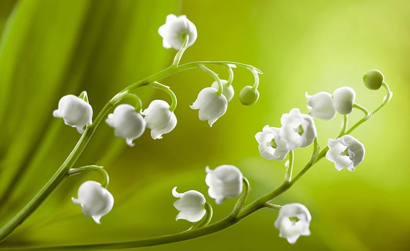 Lilies of the Valley, blossoms, lilies, flowers, bells, HD wallpaper
