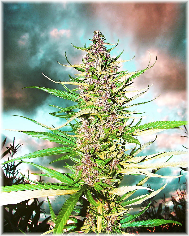 Cure severe and chronic pain with impressive Panama Red feminized pot strain