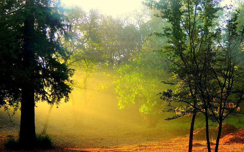 Sunshine through Forest 03, HD wallpaper