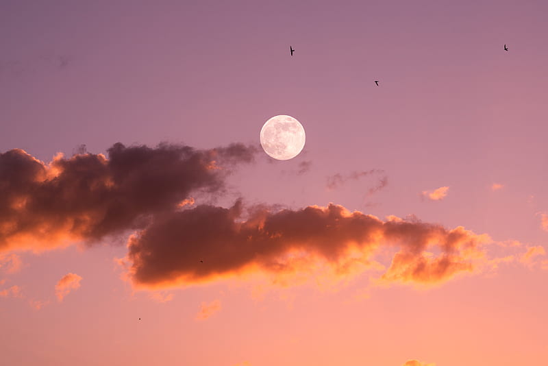 moon, birds, sunset, sky, HD wallpaper