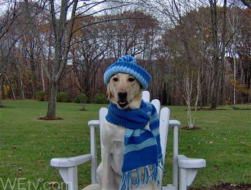 WINTER WOOLLIES, scarf, warm, cap, dog, HD wallpaper