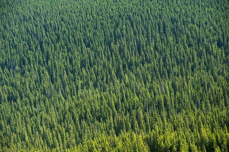 Aerial View of Forest Trees, HD wallpaper | Peakpx
