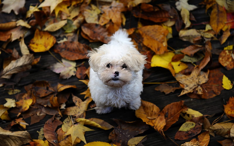maltese, white small puppy, autumn, yellow dry leaves, puppies, dogs, pets, HD wallpaper