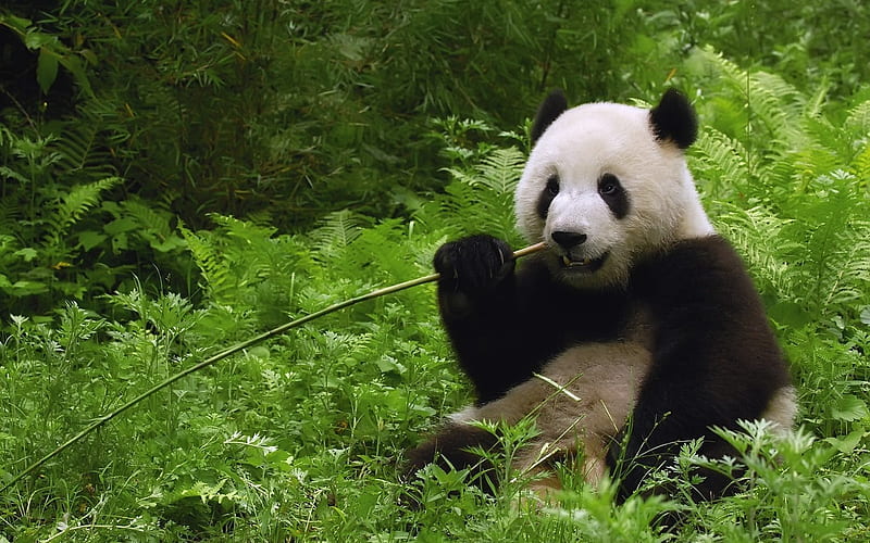 panda-Animal, HD wallpaper
