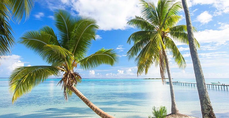 Palm Trees And Azure Water, HD wallpaper