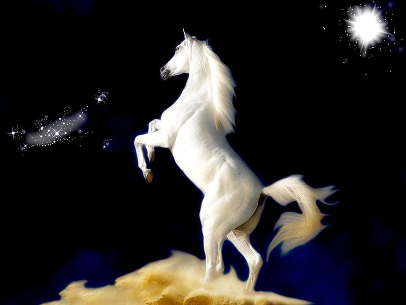 White horse, beauty, horse, night, animals, HD wallpaper | Peakpx