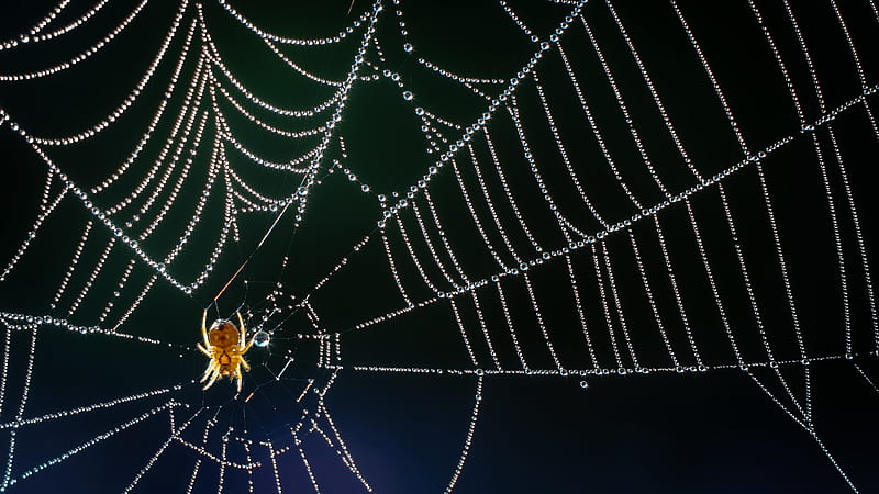 Spiders, Spider, Arachnid, Macro, Spider Web, HD wallpaper