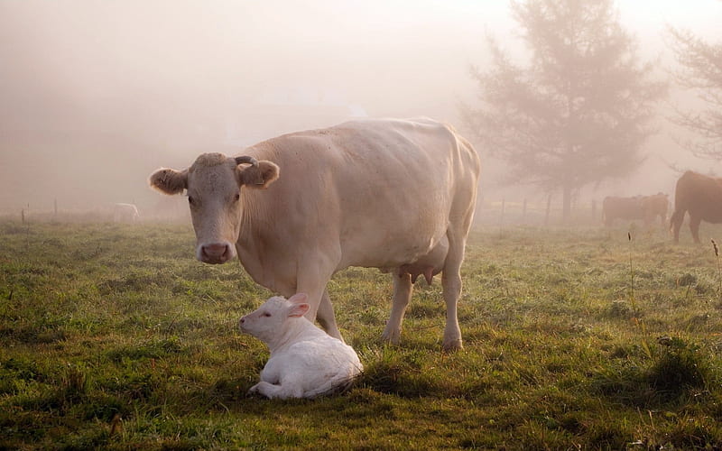 One Horn Cow With Albino Calf, Baby, Calf, White, Fog, Cows, Albino, Animals, HD wallpaper