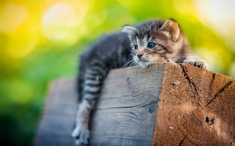 small gray kitten, cute animals, pets, cats, wooden log, HD wallpaper