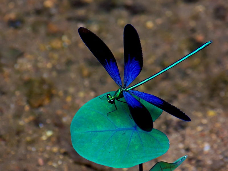 Blue Dragonfly lands on the leaf, dragonfly, leaves, blue, lands, HD wallpaper