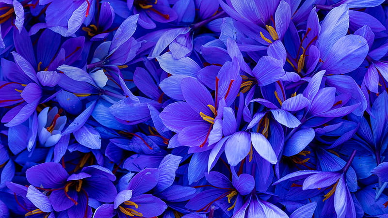 Crocuses, saffron, blue, crocus, flower, spring, carpet, skin, HD wallpaper