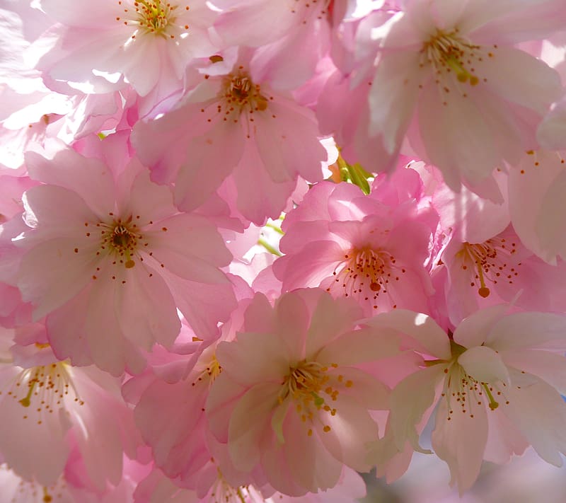 Nature, Flowers, Flower, Close Up, Branch, , Cherry Blossom, Blossom, Pink Flower, HD wallpaper