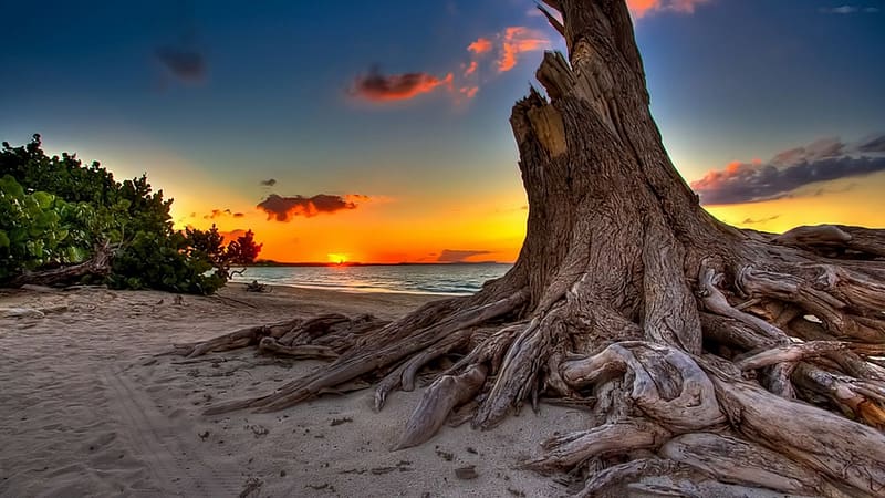 Sunset, Sea, Beach, Tree, Ocean, , Stump, HD wallpaper