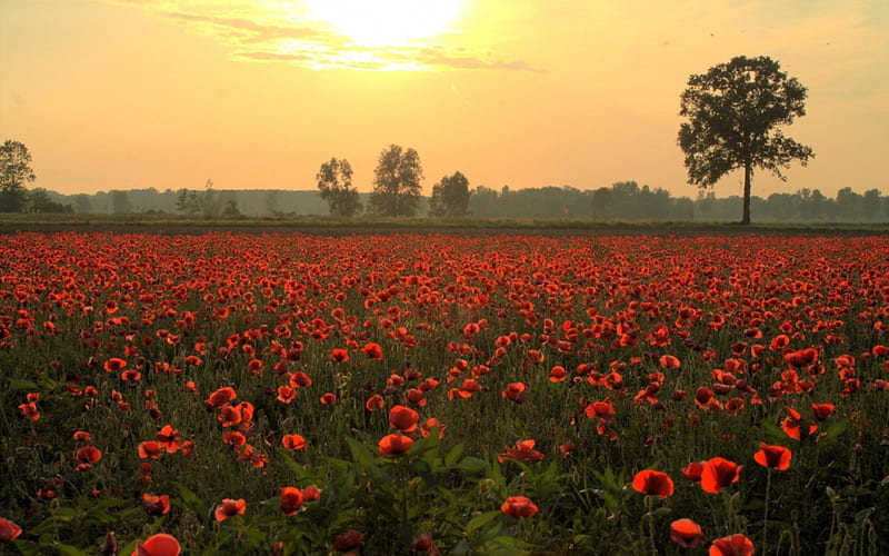 Field of poppies, Wild, Red, Poppies, Field, Flowers, Nature, HD wallpaper