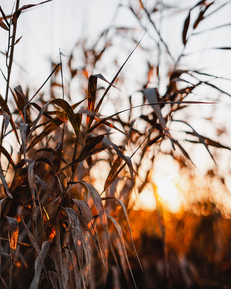reed, leaves, plants, sunset, nature, HD phone wallpaper