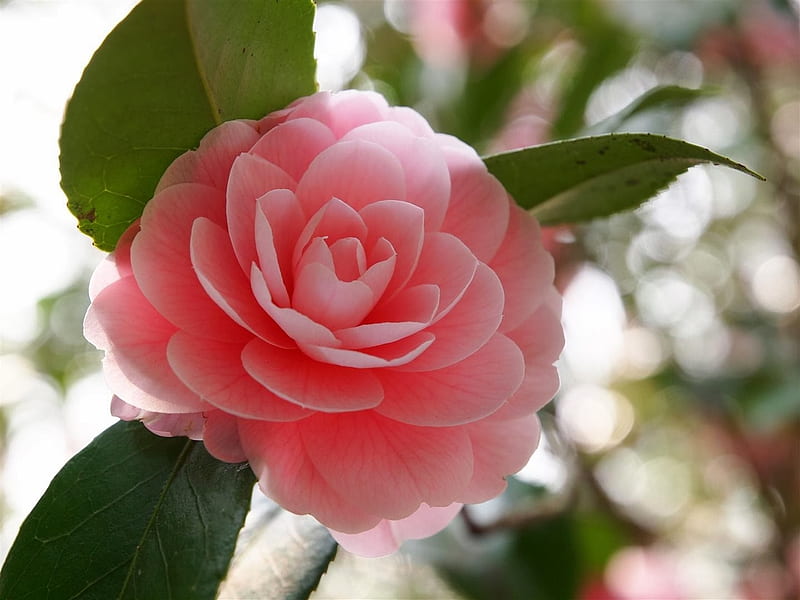 Camellia japonica, rosado, camelia, japonica, arbusto, perenne, flor,  naturaleza, Fondo de pantalla HD | Peakpx