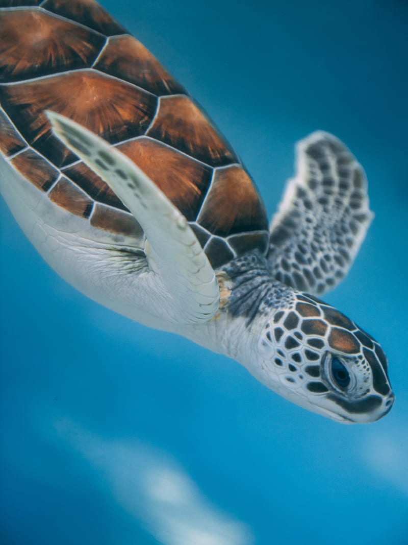 turtle, sea, water, HD phone wallpaper