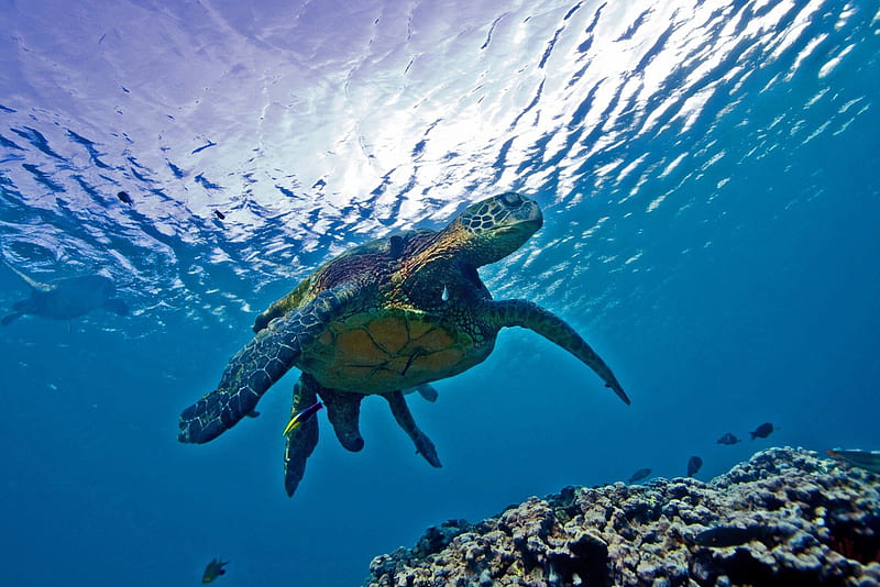 Turtle in Ocean, polynesia, reef, dive, snorkel, sea, beach, lagoon, marine, swimming, scuba, underwater, exotic, ocean, hawaii, turtle, coral, leatherback, diving, paradise, island, tropical, hawaiian, HD wallpaper