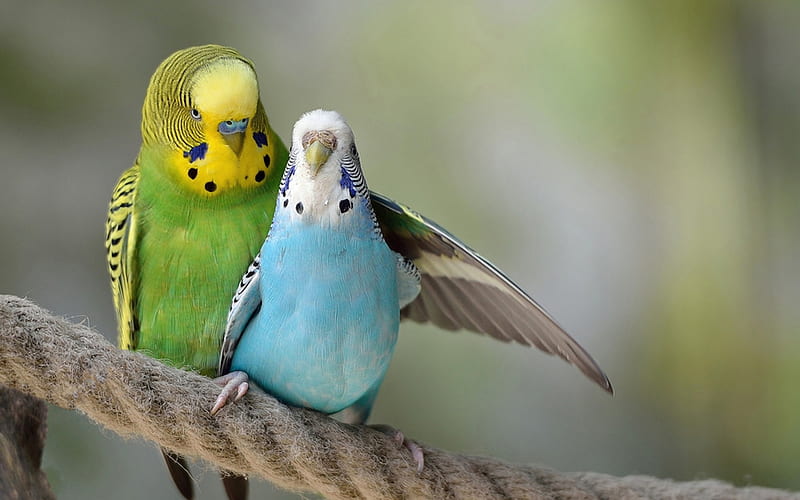 Tenderness, pasare, parrot, wing, cute, green, bird, funny, couple, blue,  HD wallpaper | Peakpx