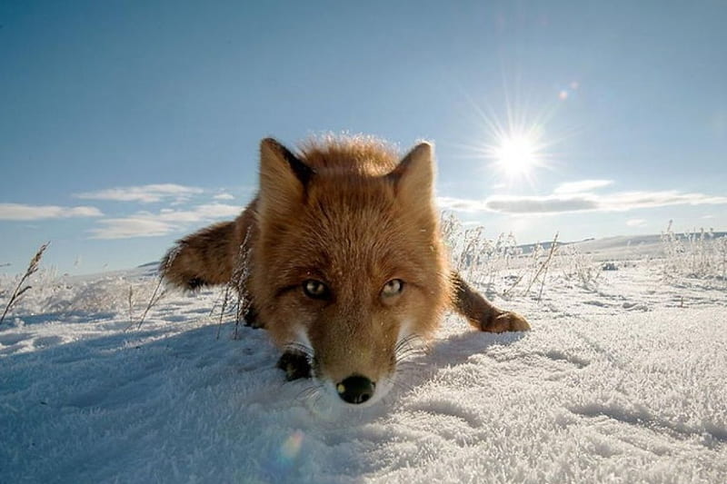 Foxy nose, abstract, winter, sweet, cute, wilderness, graphy, fox, snow, wild, wildlife, nature, wild animals, animals, red fox, HD wallpaper