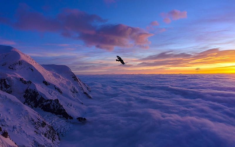 Eagle Chamonix Mont Blanc 2021 France, HD wallpaper