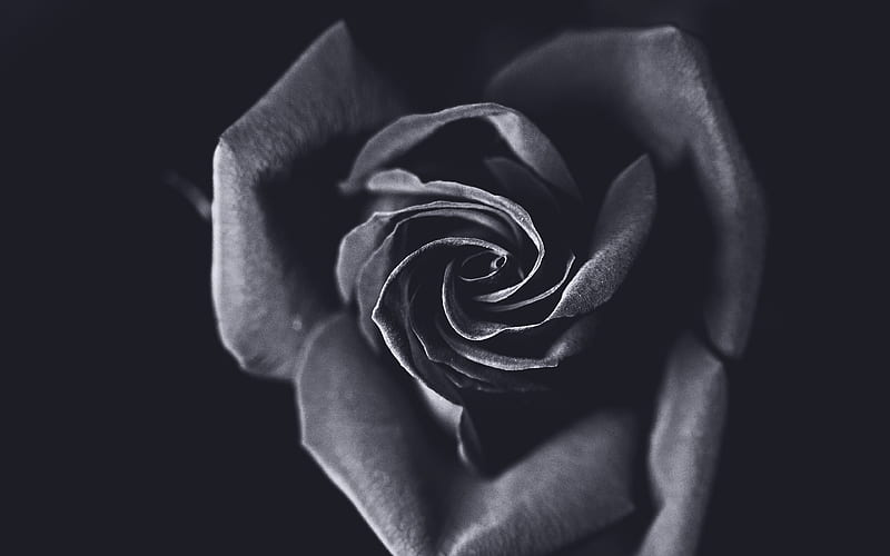 black rose macro, black flowers, black bud, close-up, roses, HD wallpaper