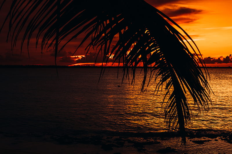 palm, sea, sunset, dark, twilight, HD wallpaper