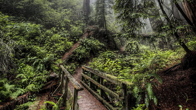 moss covered bridge in rain forest, forest, bridge, moss, path, mist, HD wallpaper