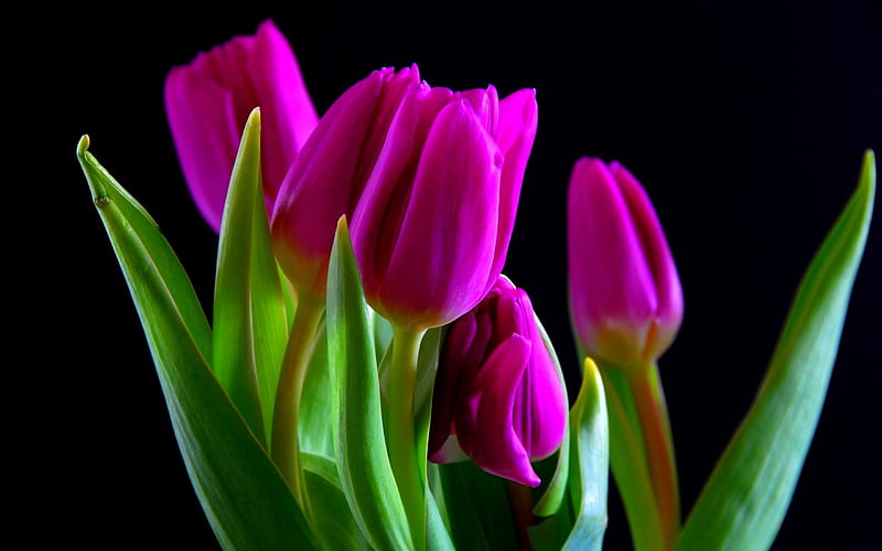 TULIPS, flowers, petals, spring, HD wallpaper | Peakpx