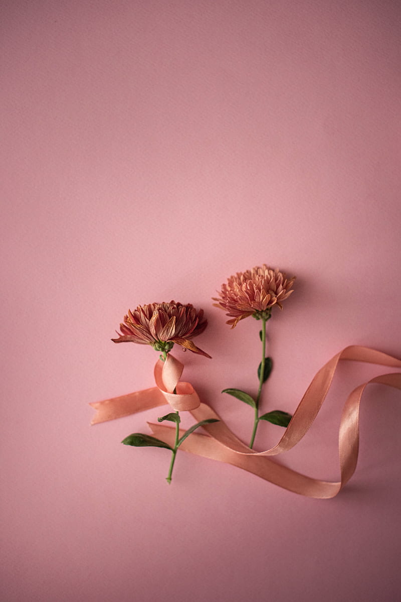 flowers, ribbon, pink, HD phone wallpaper