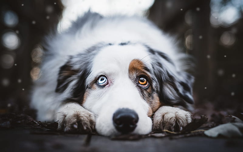 Australian Shepherd Dog, White Spotted Dog, Bokeh, Aussie, cute dog, eyes of different colors, dog, Heterochromia, HD wallpaper