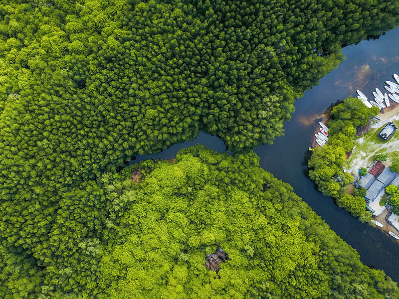 aerial shot of body of water surrounded by trees, HD wallpaper