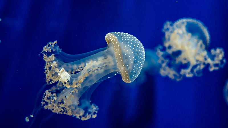 Blue White Jellyfish Underwater Animals, HD wallpaper
