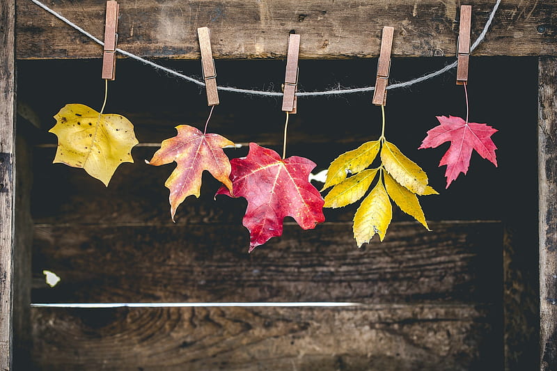 autumn leaves, clothespins, wood, Nature, HD wallpaper
