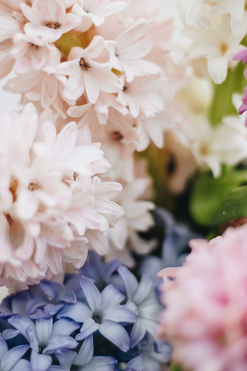 hyacinth, flowers, petals, pastel, light, HD phone wallpaper