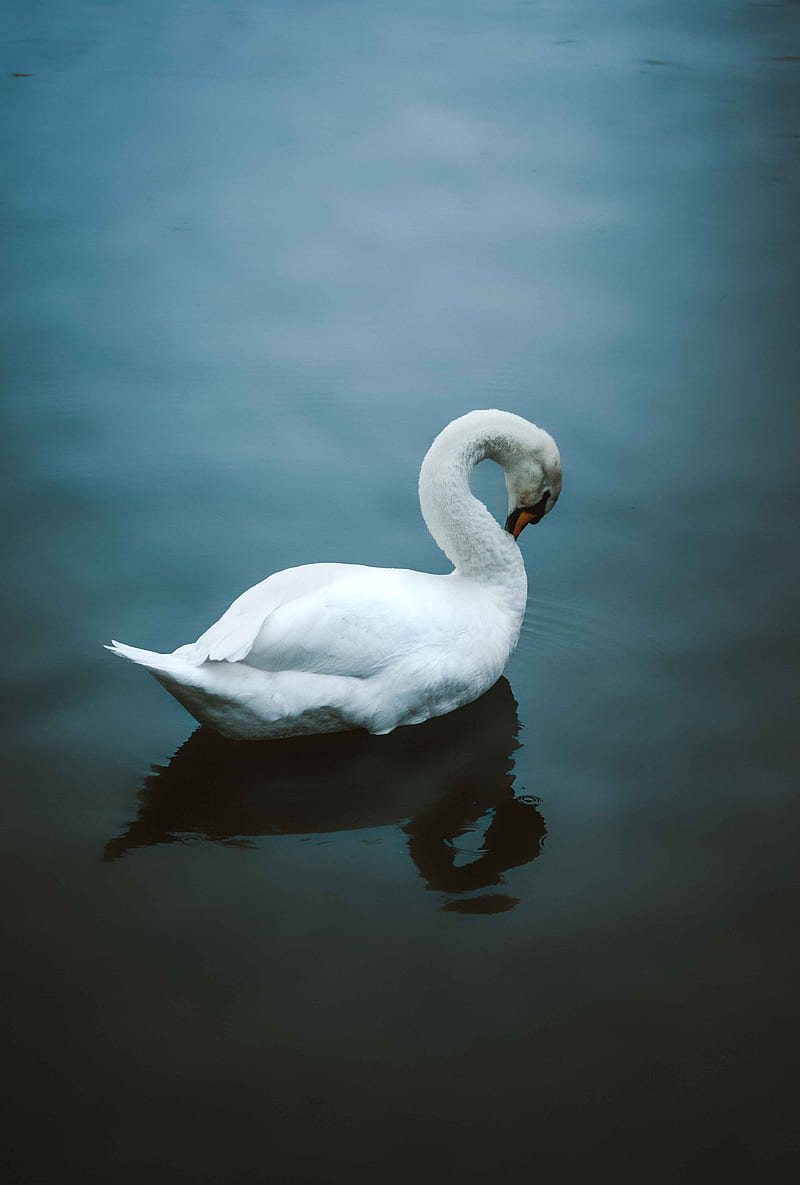 swan, bird, water, white, HD phone wallpaper