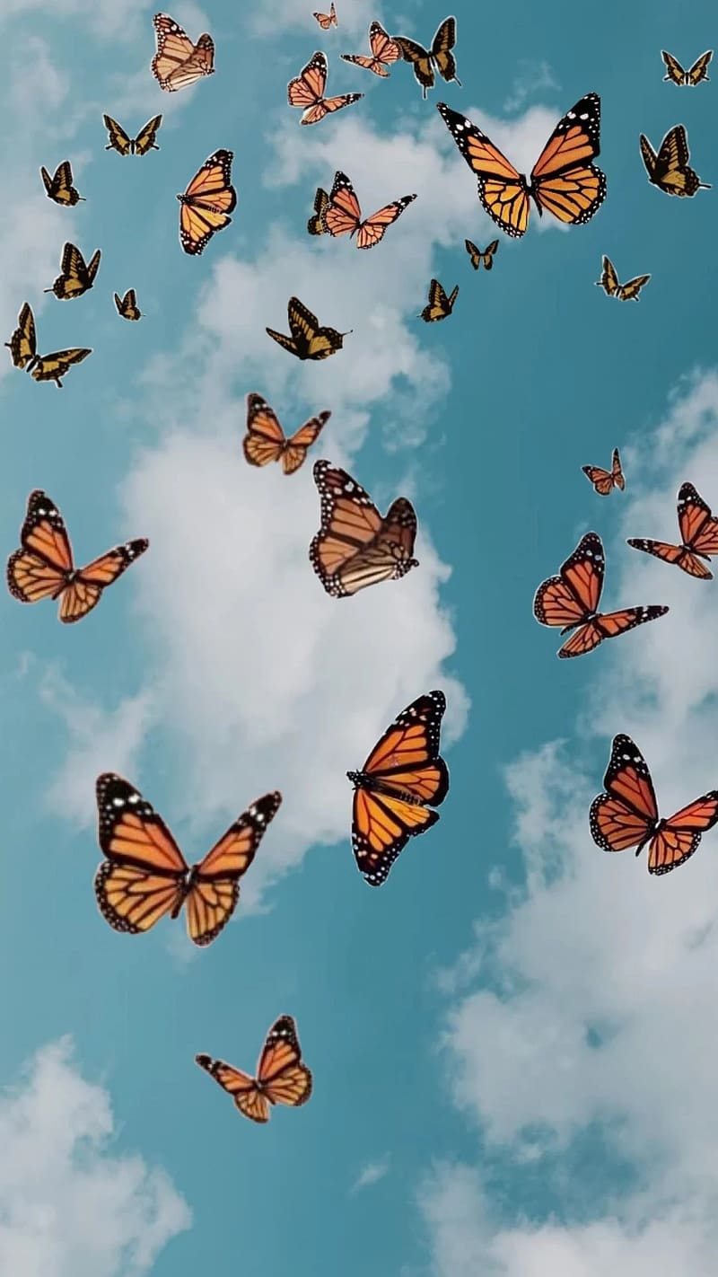 Cute Butterfly, Monarch Butterflies, Blue Sky Background, orange butterflies, HD phone wallpaper