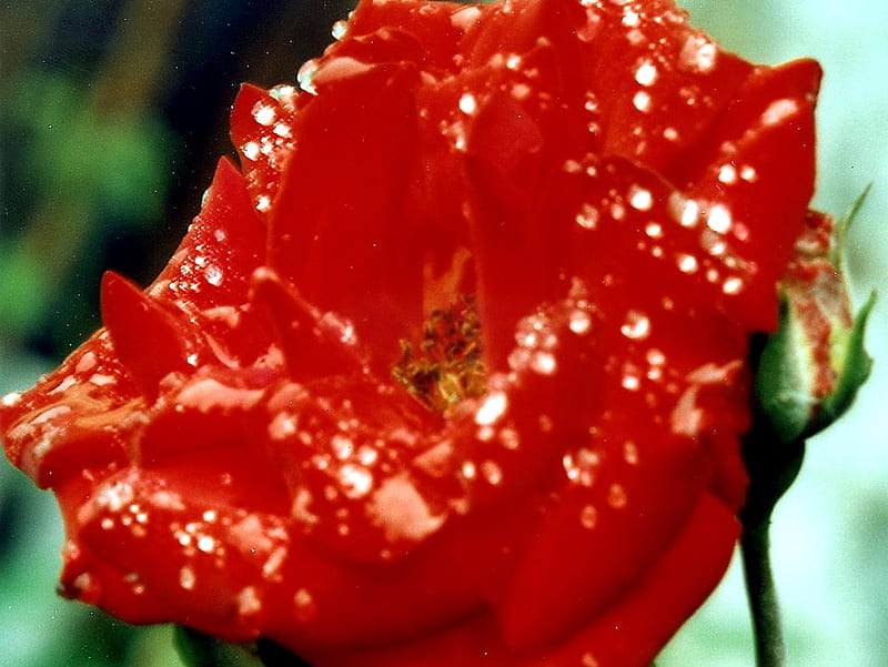 I fiori di Brosso, rose, 1, la pioggia, dopo, rossa, HD wallpaper