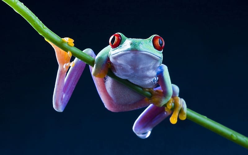 Frogs, Animal, Frog, Red Eyed Tree Frog, HD wallpaper