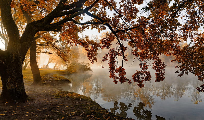 Misty autumn morning, tree, autumn, serenity, tranquility, mist, fog, lake, fall, morning, reflection, HD wallpaper