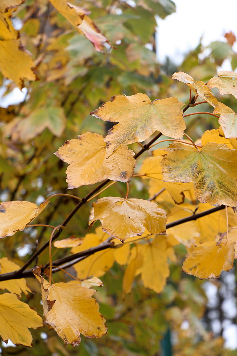 Yellow and green leaves during daytime, HD phone wallpaper | Peakpx