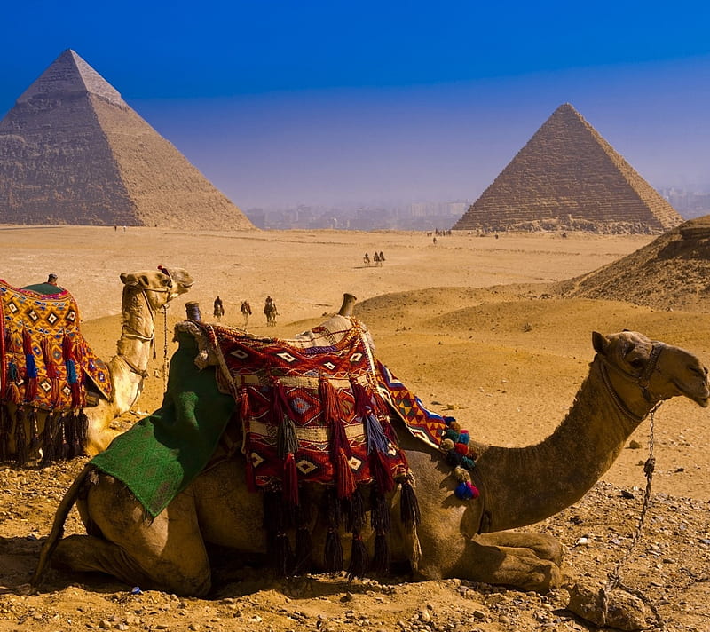 Desert-pyramids, camels, desert, landscape, nature, pyramids, HD ...