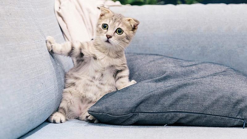 Funny Cat Face Expression of Gray and White Tabby Kitten Sitting On Sofa Funny Cat, HD wallpaper