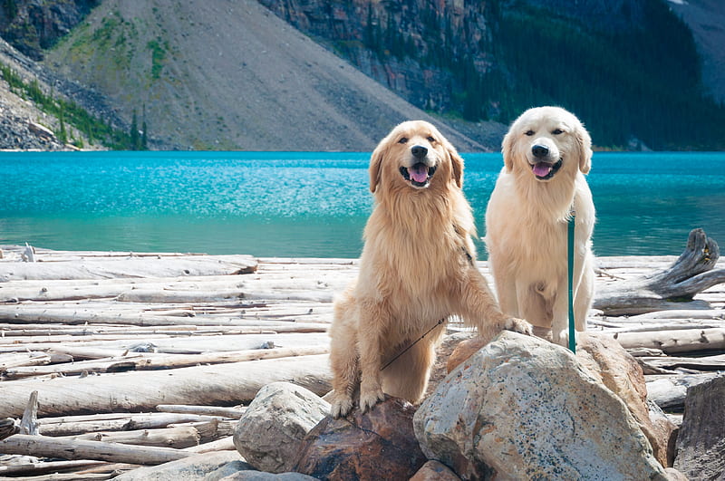 two adult golden and light golden retrievers on rock during day, HD wallpaper