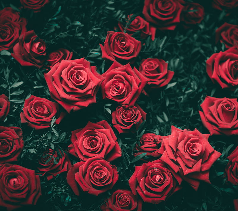 Flowers of the heart, bonito, flower, red, rose, roses, valentine, vintage, HD wallpaper