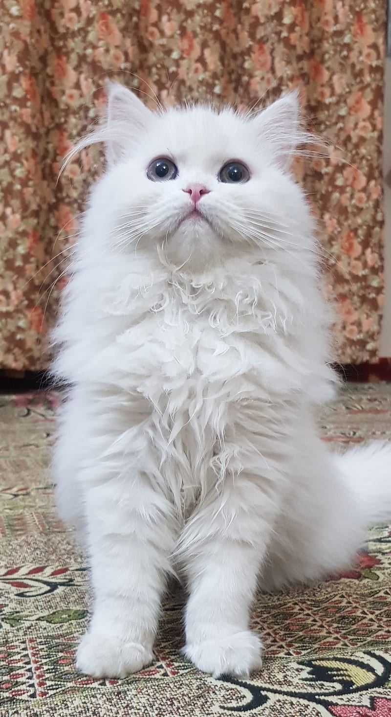 Persian Cat, cats, kitten, little, white, HD phone wallpaper | Peakpx