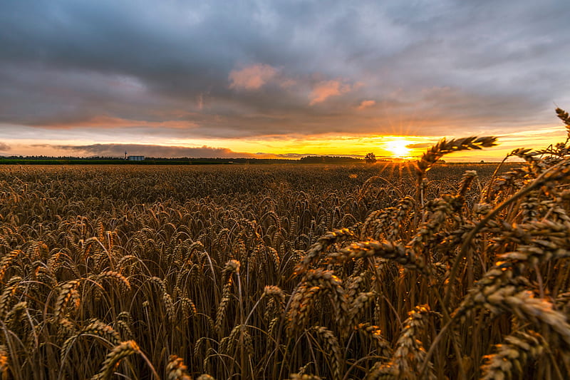 Earth, Wheat, Field, Nature, Summer, HD wallpaper