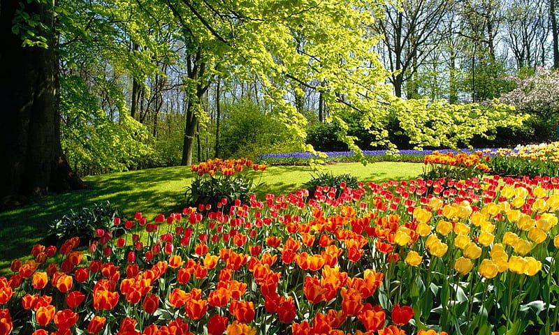 Exquisite Tulips, tulip flowers, garden, park, lawn, trees, HD wallpaper