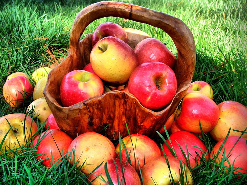 Apples, ripe, apple, red, Vitamins, grass, food, fruits, fruit, basket, summer, nature, Juicy, HD wallpaper